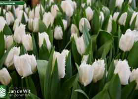 Tulipa Noordeinde ® (2)